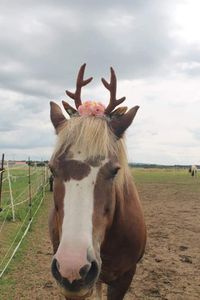 Und Rehe wohnen auch bei uns